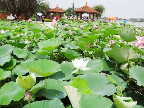 ������Ļ�Է